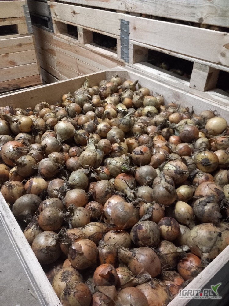 Sprzedam cebule na obieranie. Odmiana haybelle. Ładna zdrowa w środku. Ilość ok 10 ton
