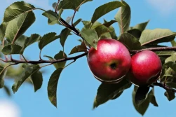 Czy polskie jabłka podbiją dalekie rynki? - nowe strategie eksportowe na sezon 2023/2024
