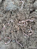 Witam sprzedam Biohumus humus kompost po grzybowy przerobiony zasiedlony przez dżdżownice różne fazy analiza składu badania