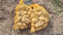 Sprzedam ziemniaki młode Ranomi kaliber 55 + cena 1.40 kg ziemniak z jasnej ziemi bez drutowców plantacja zadbana kopane pod zamówienia...