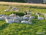 Sprzedam Owce starej pierwotnej rasy Skudde w różnym wieku-pochodzące z hodowli prowadzonej w sposób ekologiczny. Wszystkie zwierzęta...