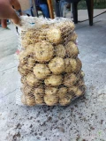 Sprzedam młode ziemniaki Riviera kal 40+ duża ilość po więcej informacji tel.513016984