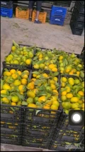 Witam, mam do sprzedania ilości tirowe mandarynki z Hiszpanii bezpośrednio od rolnika kaliber 1/1x/2/2X, pakowane po 14 kg w skrzynce cena...