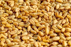 Początek września'23 - ceny zbóż dalekie od oczekiwań