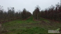 Sprzedam lub wydzierżawię działkę rolną o powierzchni - 1,76 hektara w miejscowości Piaseczno pod Warką, powiat Grójecki. Na...