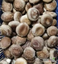 Witam. Zajmujemy się produkcja grzybów Shitake. Oferujemy podłoże jaki grzyby hurtowo oraz detal. Więcej informacji udzielę...