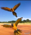 Dwie gadające papugi ara dostępne tylko dla kochających domów. Oddaję je do adopcji do domu, w którym na pewno będą kochane i...