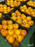 Pomarancze navelina woskowane kalibrowane ukladane kaliber 4 lub 5 soczyste bezpestkowe pakowane w skrzynki po 13 kg odbior valencia...