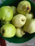 Pigwa wielkoowocowa odm. jabłkowa- owoce sprzedam 