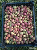 Sprzedam owoce mini kiwi (kiwi berry) - odmiana Weiki. Najwyższa jakość, prosto z plantacji. Pakowane w punetki 125 g - 24 zł netto / kg...