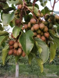 BIO MINIKIWI (actinidia), II gatunek, w ilości hurtowej luzem (1 tona) - sprzedam wprost z plantacji. Owoce są zdrowe, posiadają skazy na...