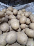 Sprzedam ziemniaki Gala 50+ zdrowy gruby z jasnej ziemi pakowane w big bag 