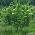 Sprzedam sadzonki CZARNY BEZ, sambucus nigra. Drzewka 4-5 letnie, wysokość od 150 do około 170 cm. Uprawa nawadniana. Wszystkie sadzonki...