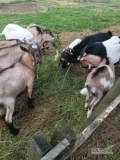 Dorodne capy i kozy mleczne alepjsko-górskie. Łatwe w pielęgnacji i utrzymaniu bez konieczności obcinania racic. Zwierzęta w dobrym...