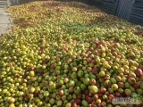 Kupujemy jabłko ekologiczne  suchy przemysł (certyfikat ,badania) tel.662777409