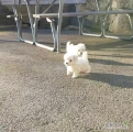 Healthy male and female Maltese puppies are looking for a good home. They are the ones who will bring you joy in your family as pets. I just...