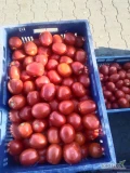 Sprzedam pomidor gruntowy typu lima 