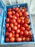 Sprzedam pomidor gruntowy lima bez chorób ładny gruby 