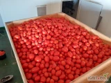 Sprzedam pomidory gruntowe duże ilości.