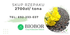 Firma BIOBOR Sp. z o.o. znajdująca się w miejscowości Ciepień 28, 87-645 Zbójno prowadzi skup: