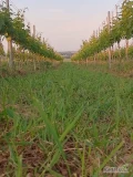 Winogrono winorośl Solaris Muscaris na wino soki. Około 2-3 tony 511766508