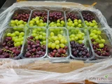 Sprzedam winogrona bezpestkowe MIX z Egiptu.