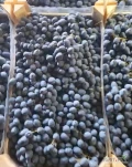 Sprzedamy winogrono mołdawskie. Ilości tirowe. 