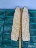 Sprzedam pięknie wyrośniętą, dojrzałą kukurydzę cukrową pochodzącą z mojego gospodarstwa. Duże ilości możliwość transportu. 