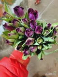 Tulipany Cięte Pakowane po 25 szt.