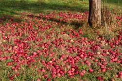 EastFruit: w Polsce tanieją jabłka przemysłowe