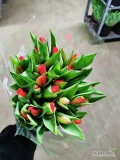 Posiadamy w sprzedaży Polskie Tulipany 