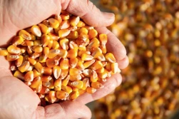 Cechy odmian a opłacalność uprawy kukurydzy
