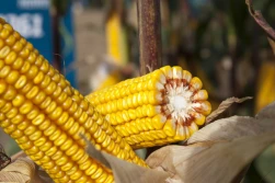 33 nowe odmiany kukurydzy w krajowym rejestrze