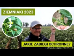 Sytuacja na polu ziemniaków 2023 - kiedy i jak wykonać poszczególne zabiegi ochronne
