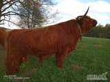 Sprzedam byka rasy Hihgland Cattle. Wiek 3,5 roku, dla tej rasy to jest młody. Waga ok. 600 kg, możliwe że więcej. Mięso według...