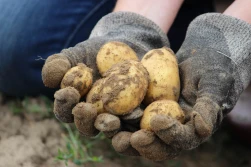 Nowe odmiany ziemniaków w krajowym rejestrze