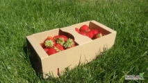 Kobiałki tekturowe szare na 1KG owoców - idealne do truskawki, borówki...