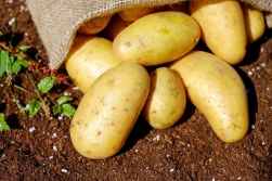 PIORiN: zasady rejestracji upraw i kontrole obrotu ziemniakami