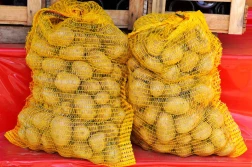 Obowiązkowa rejestracja upraw i magazynowania ziemniaków