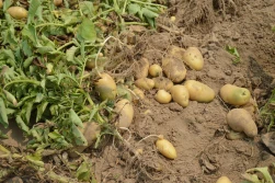 Konsultacje KE w sprawie agrofagów ziemniaka