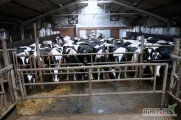 Ferma bydła mlecznego posiada do sprzedażyKrowy pierwiastkiRasa holsztyńsko - fryzyjskaWydajność stada na poziomie powyżej 11 tys....