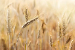 Niższa prognoza światowych zbiorów zbóż