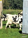 Sprzedam stado krow mlecznych,czesc cielnych,krowy po 2-3 wycielieniu,odbior na Litwie