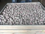 Sprzedam ziemniaki Ricarda (czerwona skórka, biały miąższ) w rozmiarze 35-50mm. Posiadam około 4-5 ton. Możliwość naszykowania w...