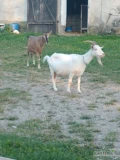 Witam mam na sprzedaż trzy urocze mleczne zarejestrowane  kozy do dalszej hodowli . Jedna rasy anglonubijskiej  , druga alpejska a...