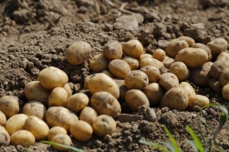 Wiceminister: zalew ziemniaków z Ukrainy. PIORiN: nie wolno ich sprowadzać...