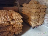 Sprzedam ziemniaki Soraya wielkości sadzeniaka w ilości 200 worków po 15kg ułożonych na paletach po 50 szt  i paszowe 400 kg 