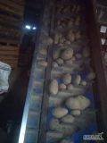 Sprzedam 26 ton ziemniaków kaliber od 5 w górę big bag na 22 paletach jasna ziemia gotowe do odbioru 