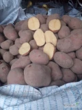 Sprzedam 17 big beg po 1200 kg ziemniaki Bella rosa kaliber od 5 zdrowe świeżo robione