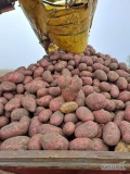 Sprzedam ziemniaki jadalne Queen Anne, Labella w kalibrze 30-50,35-55 oraz 50+ , 55+ wysadzane z kwalifikatu. 